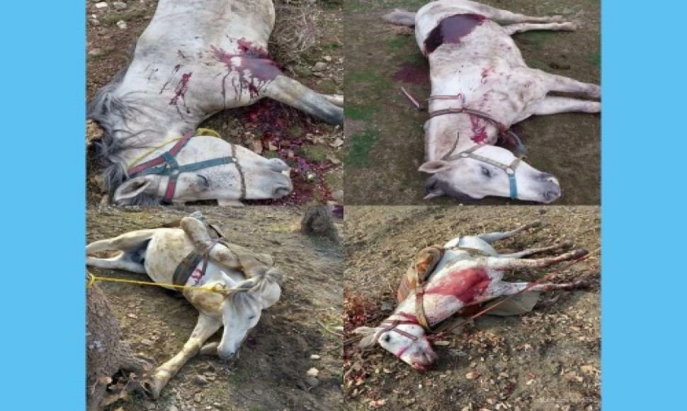 سردشت: کشتار وحشیانە دستکم ۱۵۰ راس اسب توسط نیروهای سپاه پاسداران